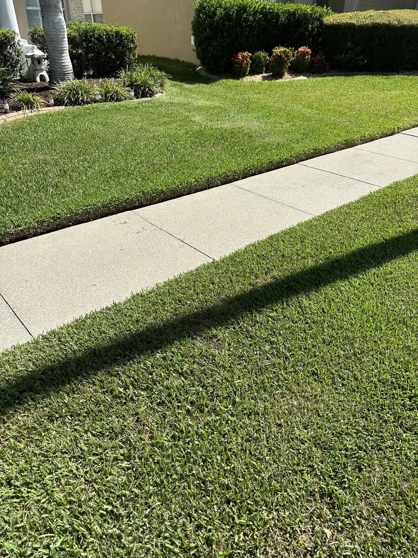 Mowed and edged lawns around a cul-de-sac, with a small palm in the foreground