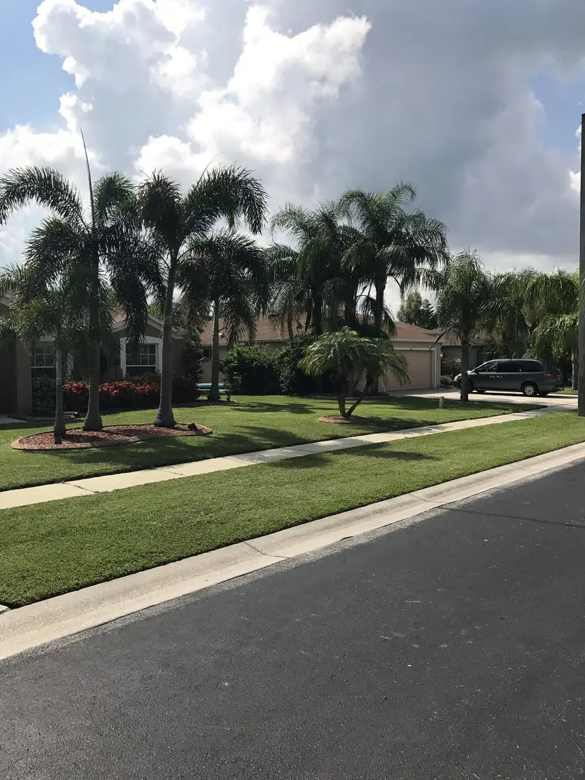 Mowed lawn with palm trees and mulched planting beds along a neighborhood sidewalk